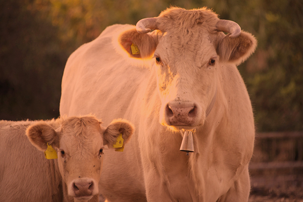 Santé animale